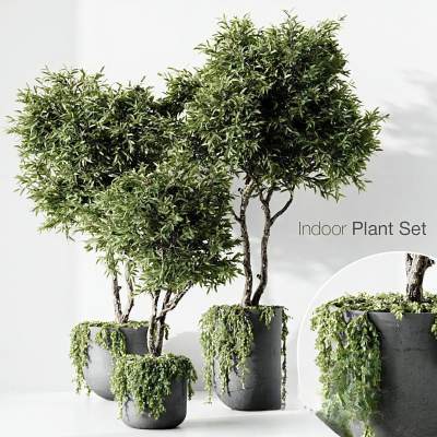 现代宽叶绿植植物